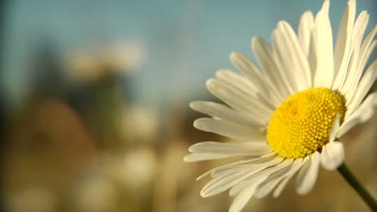 A Single Daisy Rustles in Stock Footage Video (100% Royalty-free) 4644635 | Shutterstock