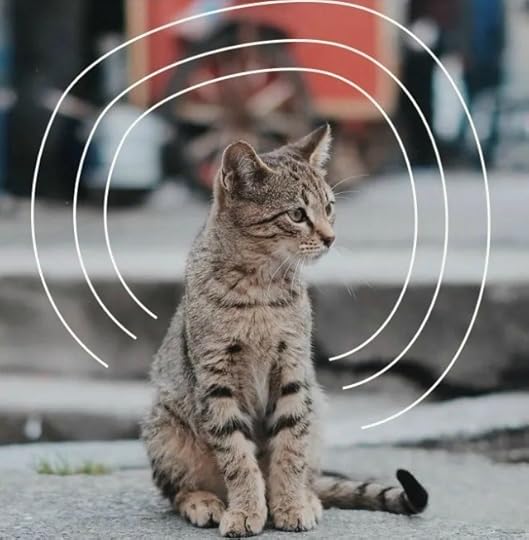 the-anxious-pet