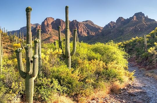 cactus 4