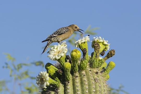 cactus 2