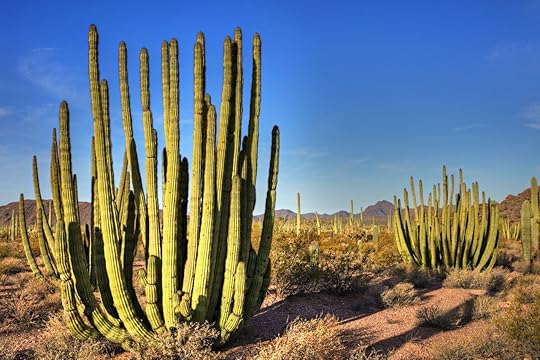 cactus 6