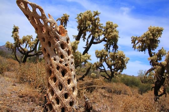 cactus 9