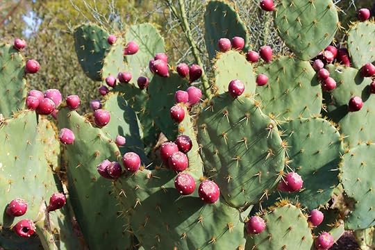 cactus 7