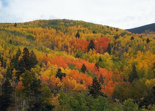 fall foliage