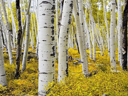 fall foliage