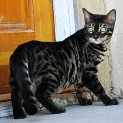 The Complete Guide to Bengal Cats in 2017