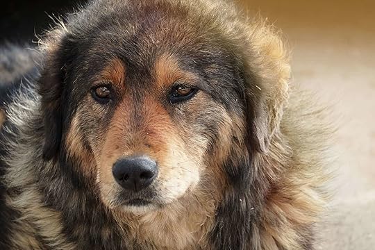 German Shepherd/Retriever Mix (Golden Shepherd): A complete guide ...