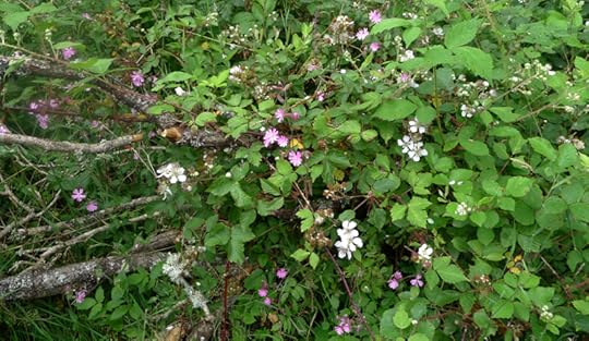 Blackberries and pink campion