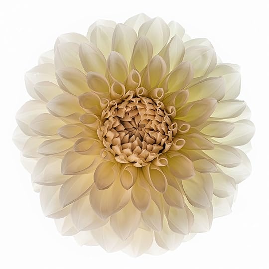 Brookside-Snowball Dahlia © Harold Davis