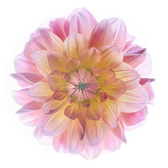 Dahlia 'Southern Belle' © Harold Davis