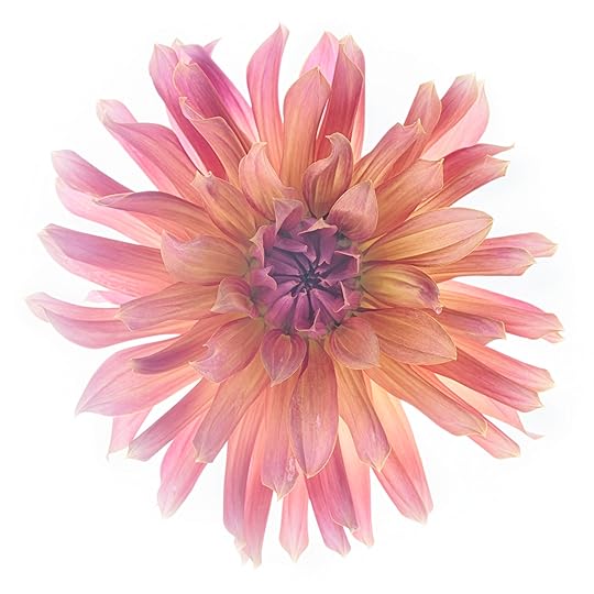 Dahlia 'Flip-Flop' © Harold Davis