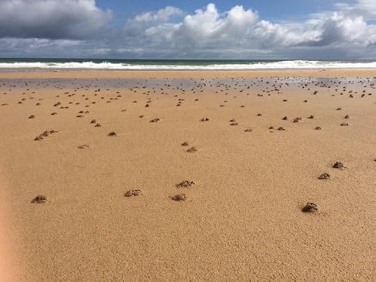 sand worm castings