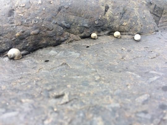 shells at St Combs Beach