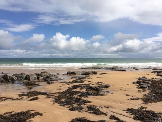 seaweed at St Combs Beach