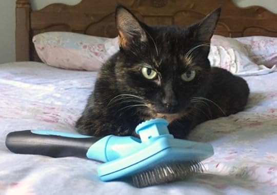slicker-brush-cat