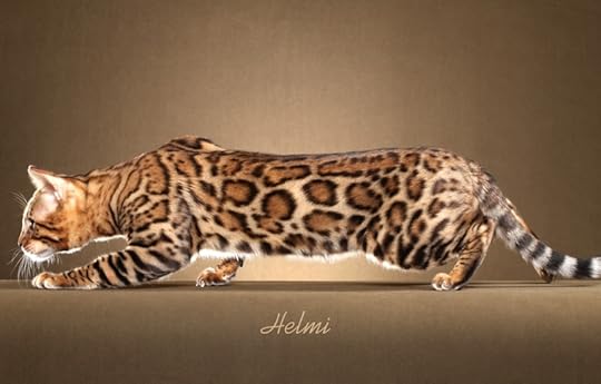 Bengal Kittens for Sale in Georgia | Breeder Brown, Silver, Snow