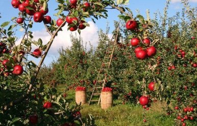 Best Orchard Ladder: 4 Best Ladders For Working In Orchard