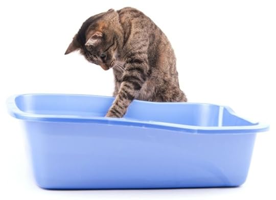cat-litter-box