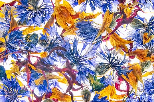Dried Blossoms © Harold Davis