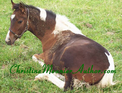 Riding and Writing Interview with Gina McKnight | ChristineMeunierAuthor.com