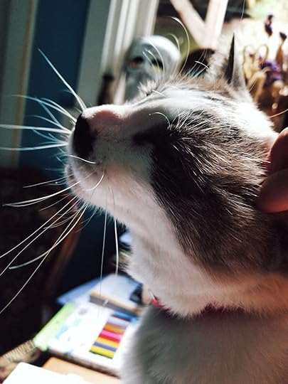 happy-cat-1.jpg