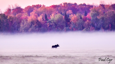 Paul Cyr Photography: Foliage &emdash; Foliage (97)