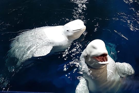 Beluga