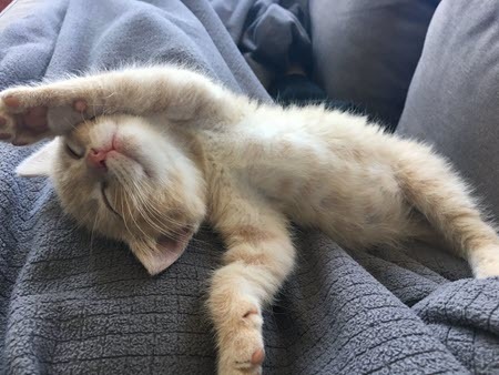 sleepy kitten