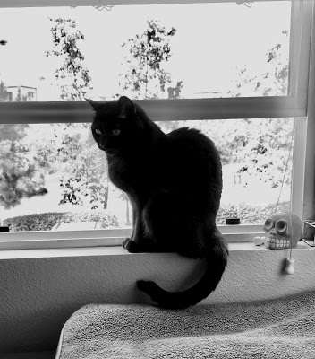 tinycat in the window