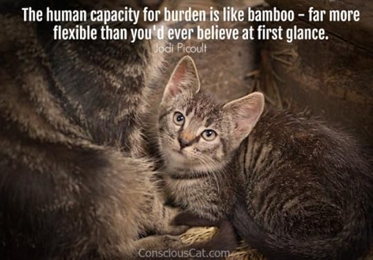 kitten-mom-c at