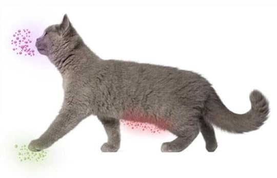 cat-pherome-feliway