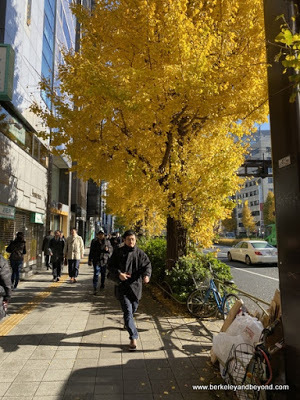 fall color on streets of Tokyo, Japan