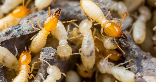 termite removal service