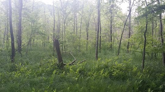 Michigan Forest.jpg