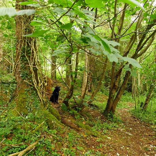 Tilly in the woods