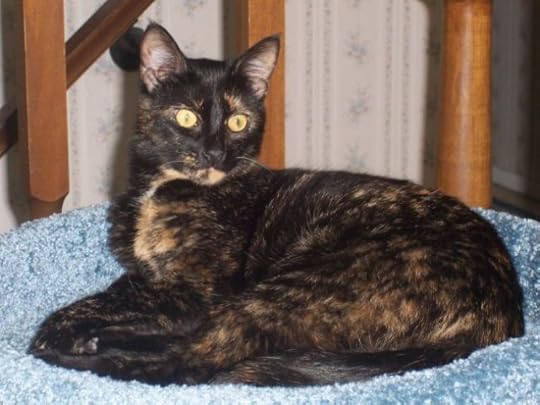 tortoiseshell-cat-allegra