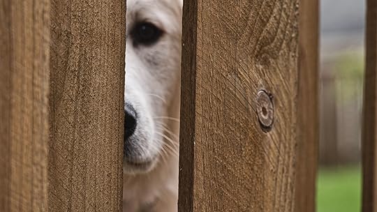 dog fence relationship action