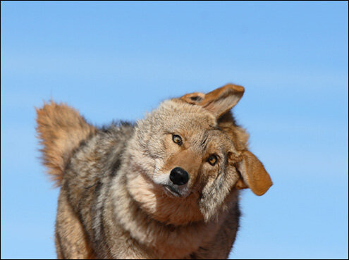 This coyote, who is NOT in Mootilda’s Bad Mood, is waiting for answers (and his own book)