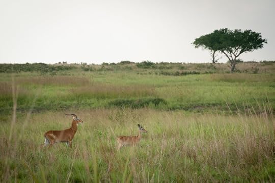 Ugandan kobs; Murchison Falls NP, Uganda