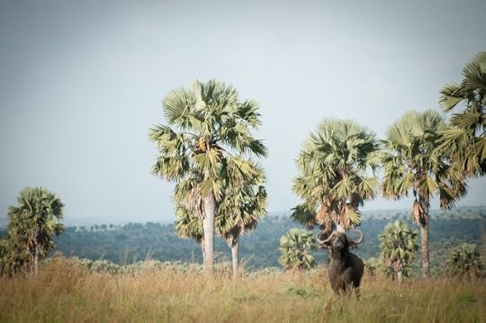Buffalo; Murchison Falls NP, Uganda