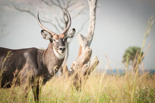 Waterbuck; Murchison Falls NP, Uganda
