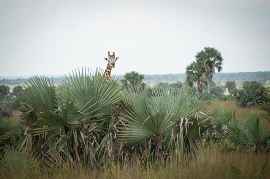 Giraffe; Murchison Falls NP, Uganda