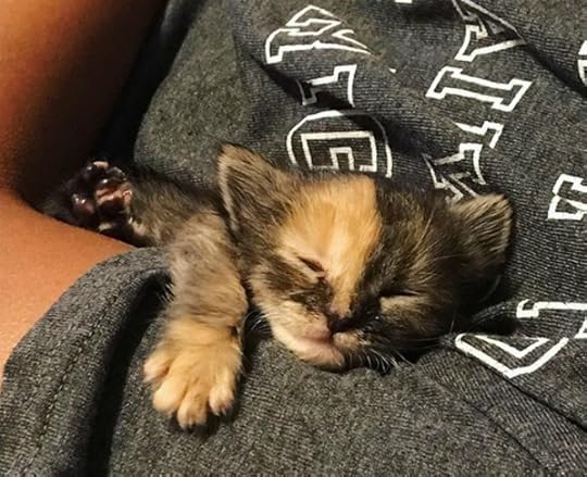 chimera-kitten-rescue