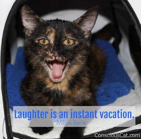 laughing-tortoiseshell-cat