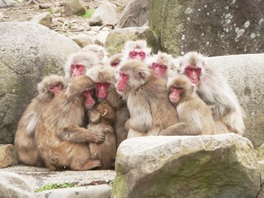 Snow-monkeys