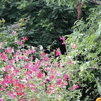 focus hummingbirds