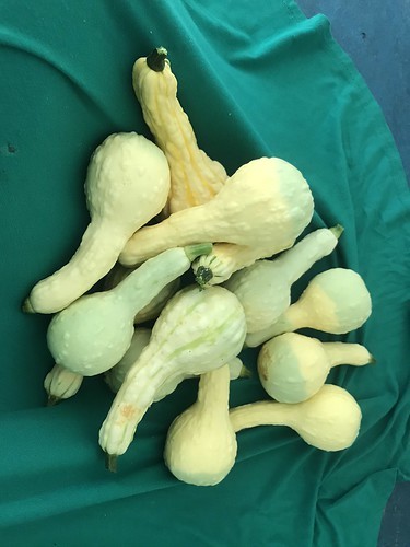 skirtful of squash