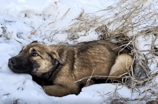 Teens Notice Stray Puppy Shivering In The Snow, Then Realize She's Hurt And Can't Move - ILoveDogsAndPuppies