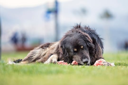 raw feeding food diet for dogs