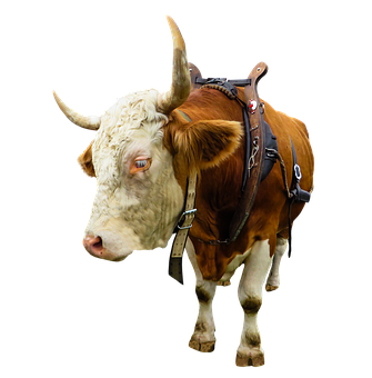 Animal, Cow, Ox, Beef, Isolated, Yoke